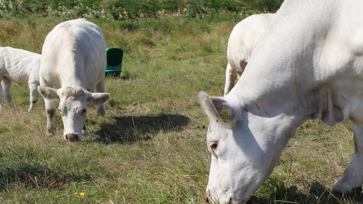 Lige nu er der seks køer plus opdræt i besætningen hos Lynggård Charolais.