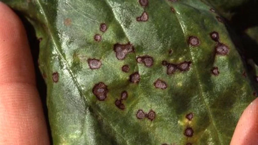 Svampesygdommen cercospora i sukkerroer. Optimum for Cercospora er 24-32 °C og fugtige blade. Foto: Ghita Cordsen Nielsen, Seges