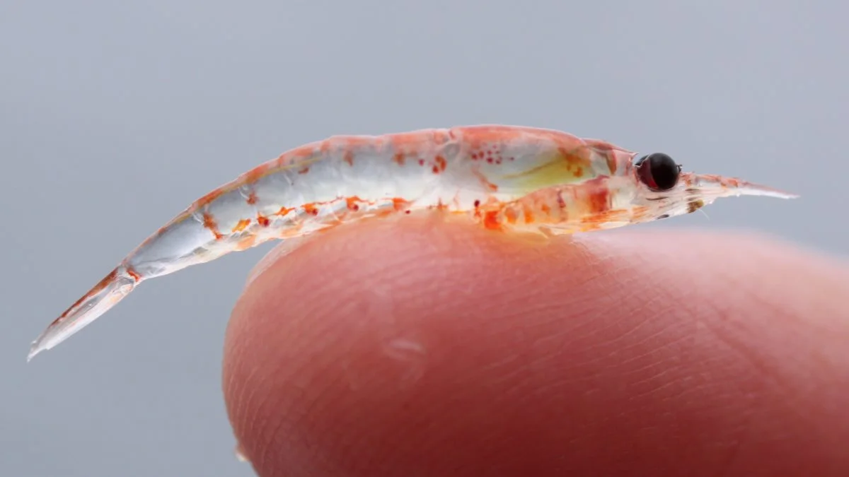 Krill er små krebsdyr og er det norske ord for hvalføde. Den unikke omega-3 fedtsyrer i krill kan hjælpe med at reducere risikoen for forskellige livsstilssygdomme, herunder hjerte- og hjerneproblemer. Foto: Sophie Webb via Wikimedia Commons