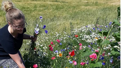 Interessen for at plukke blomster har været stor.