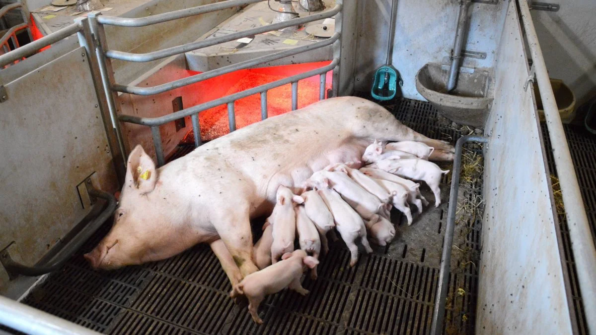 Jyden har leveret over 4.000 farestier til løse søer i løbet af de seneste 10 år. Arkivfoto: Camilla Bønløkke