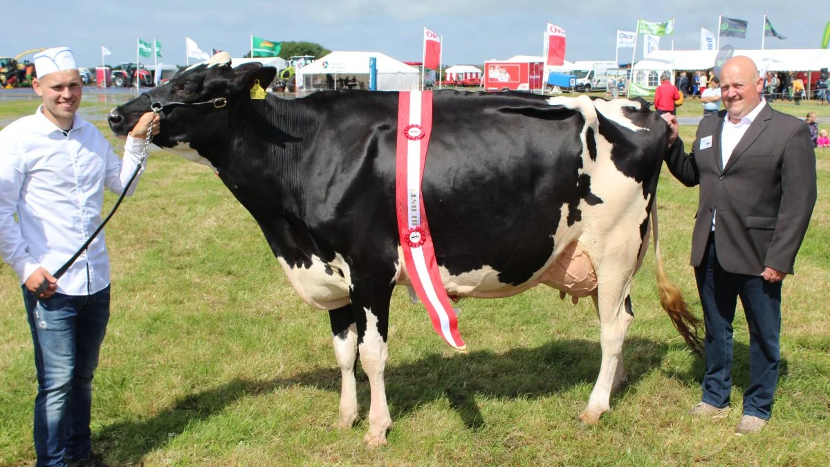 Inden for den store Holstein-race gik sejren som skuets bedste ko til ko nr. 44971-08629 fra Antoon Van Ittersum, Skærbæk. Foto: John Ankersen

