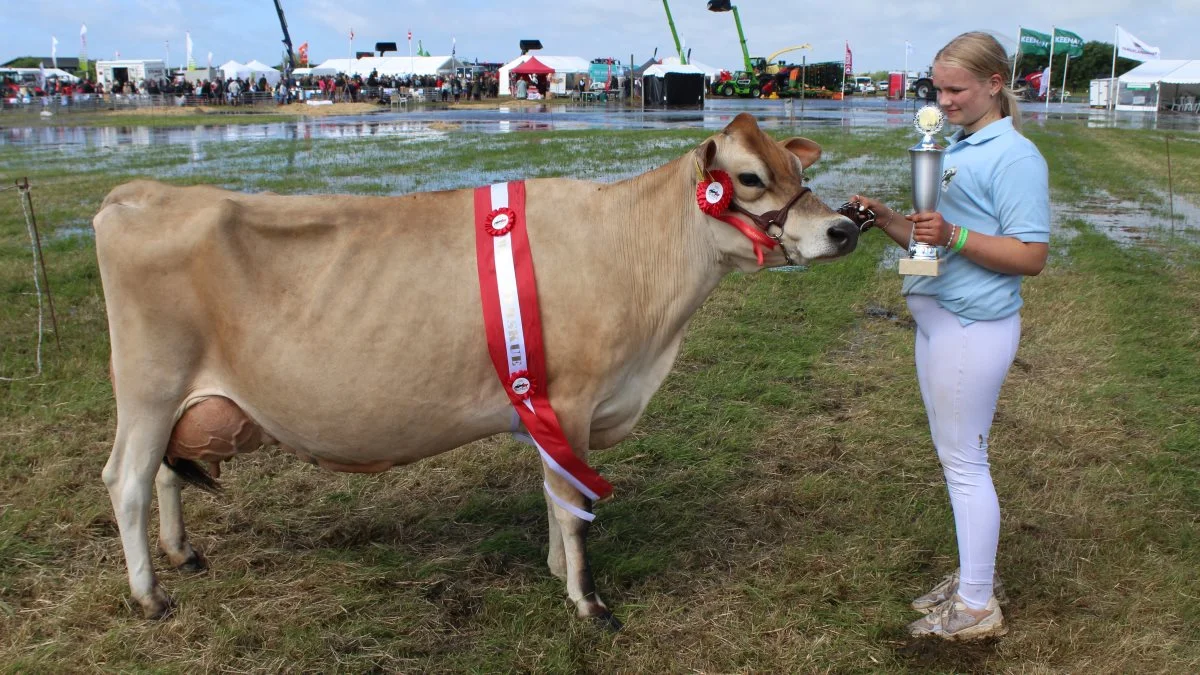 Inden for Jersey-racen, der også var stærkt repræsenteret var det ko nr. 55982-0285 fra Sønnerfenner ved Ribe, der tog sejren. Foto: John Ankersen