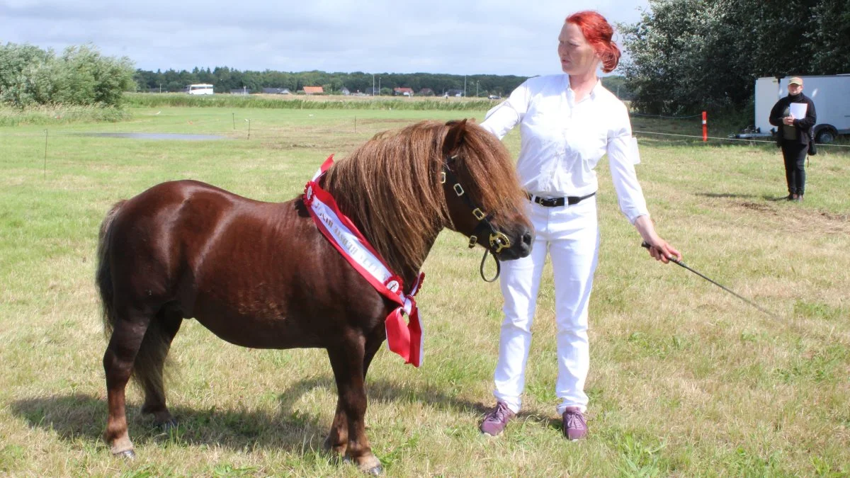 Skuets bedste hingst blev shetlænderhingsten Sedgehill ONYX v/Mette Thorshøj, Store Heddinge. Foto: John Ankersen
