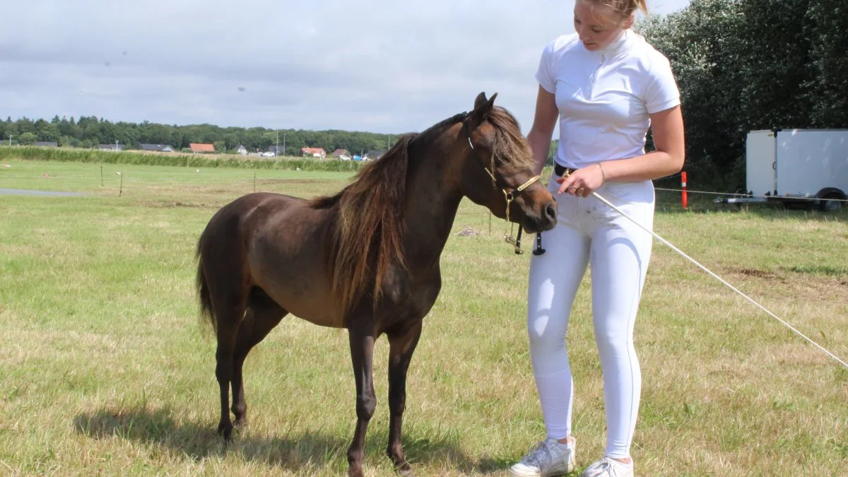 Nr. 2 i konkurrencen om skuets bedste hingst gik til Miniature Heste med hingsten Highlight Mr. Valentino By Night v/ Stine Andersen, Søndersø