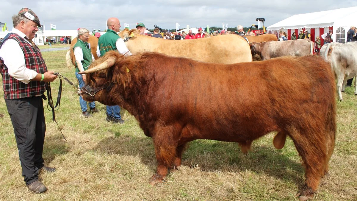 KØDKVÆG – Skuets bedste tyr gik til Highland Cattle (Skotsk Højland) – tyren Dybkjærs Orlando v/ Dennis Keller Hansen, Fåborg, Årre

