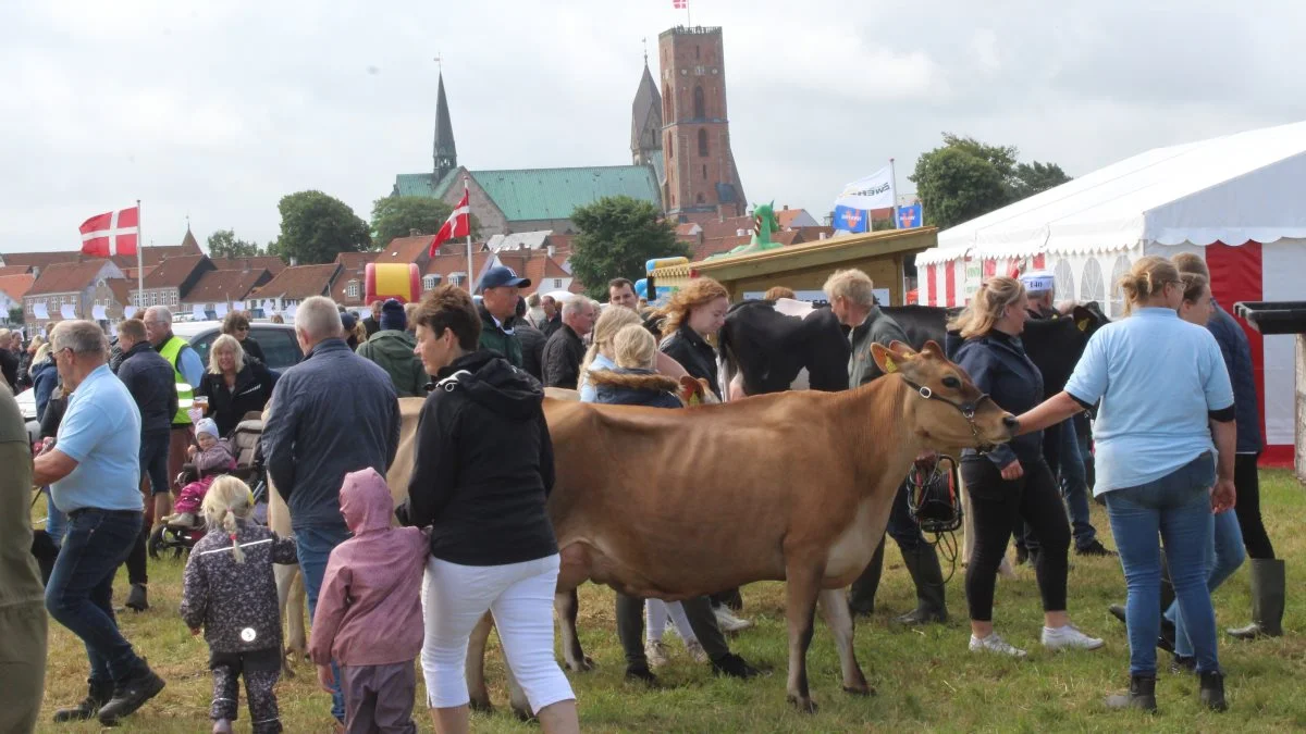 Masser af gæster på årets Ribe Dyrskue, der vendte tilbage efter den lange corona-pause. Foto: John Ankersen