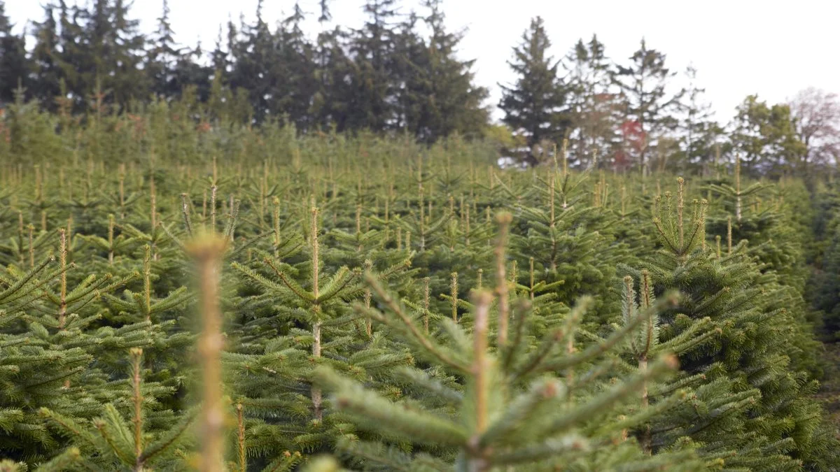 Brancheforeningen Danske Juletræer præsenterer en ny certificering, som blandt andet sætter fokus på natur og biodiversitet. Arkivfoto: Tenna Bang

