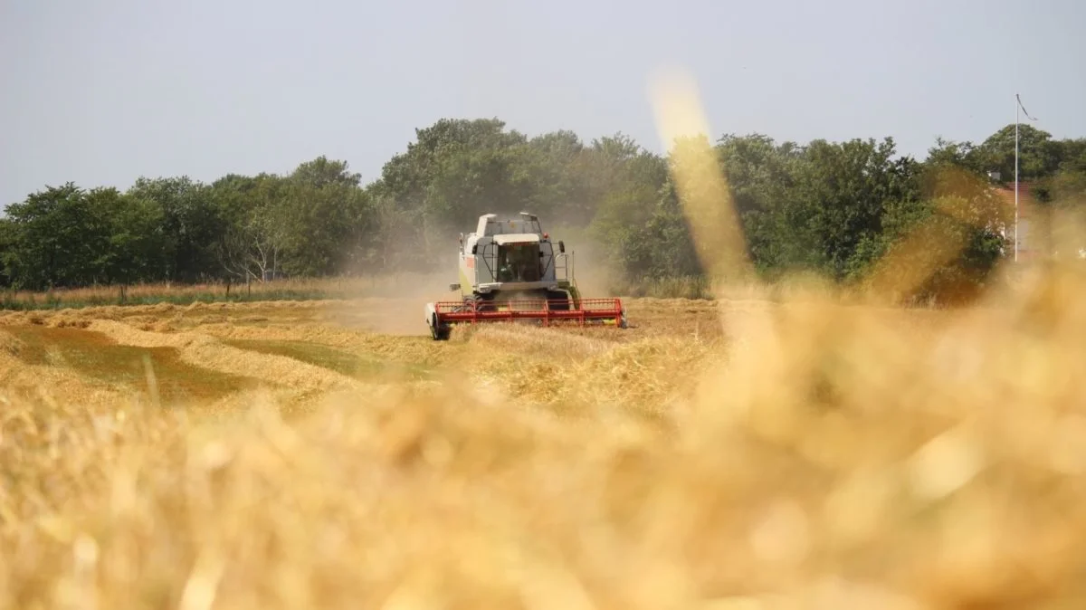 Der er en grund til, at 11,3 procent af det danske landbrugsareal er økologisk: Større er efterspørgslen efter økologi simpelthen ikke, skriver Ann Louise Worsøe Jørgensen. 