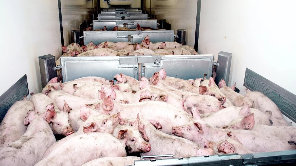 Det tyske marked vil være snævert i en periode, og det vil smitte af på deres efterspørgsel efter smågrise, lyder det i analysen fra AgroMarkets.