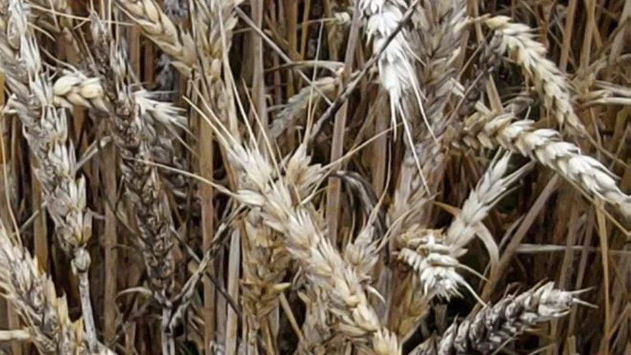 Vinterhvede med overraskende sorte og golde aks. Foto: Hans Jørgen Bak, Agriadvice