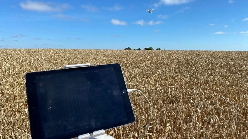 Drone spotter tidsler inden høst. Thistle Tool er et præcisionsværktøj, der ved hjælp af dronebilleder identificerer især rodukrudt (særligt tidsler og kvik), og derudfra laver et tildelingskort, der kan bruges til pletsprøjtning i marken. Foto: Thomas Nitschke