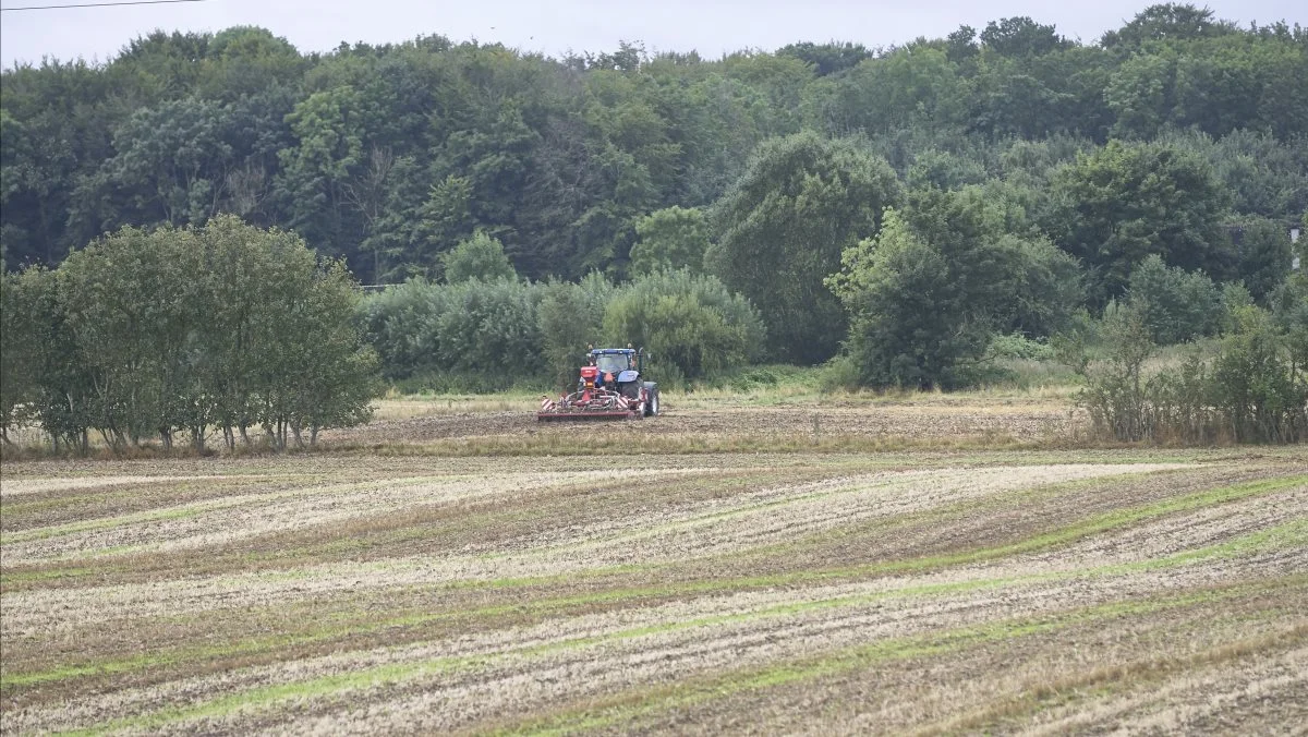 Man får gang på gang nævnt, at efterafgrøderne fjerner så meget kvælstof, og de modvirker, at jorden ellers er sort. Nej, det er lige omvendt - landmanden ønsker grønne marker hele året, men efterafgrøder tvinger os til at have sorte marker om vinteren, skriver Knud Jeppesen i sit læserbrev. Arkivfoto