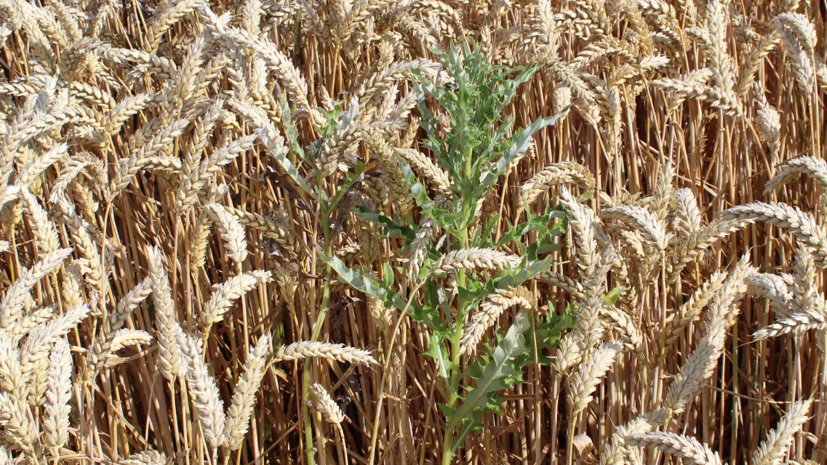 Tidsler i hvedemarken ved Kolding, der dannede rammen om Thistle Tool-demoen forleden. Foto: John Ankersen