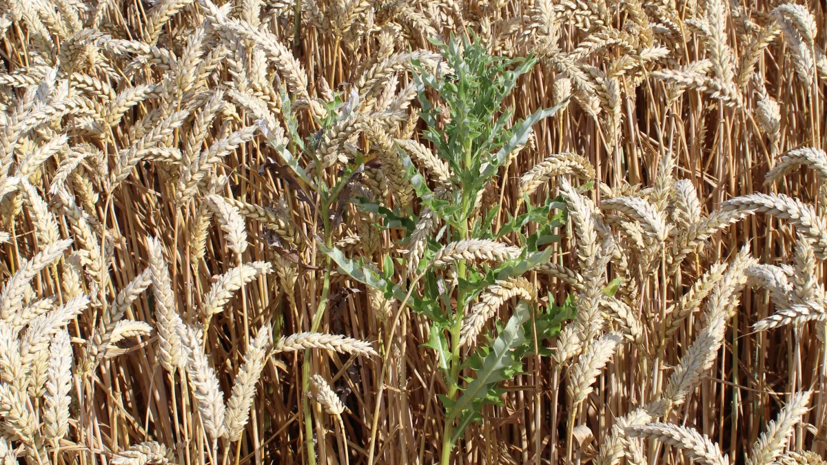 Tidsler i hvedemarken ved Kolding, der dannede rammen om Thistle Tool-demoen forleden. Foto: John Ankersen