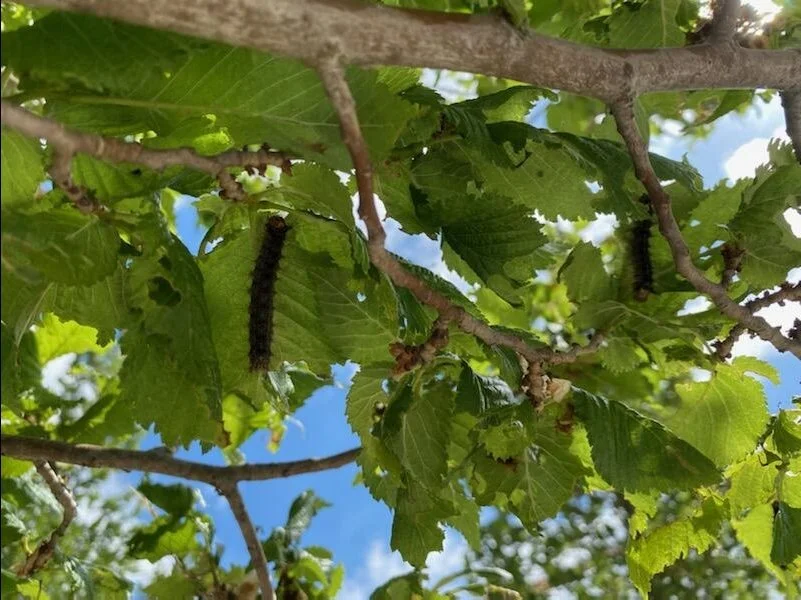 Løvskovsnonnen tilhører en af de over 1.000 arter af insekter, som er indvandret nordpå i de seneste 25 år. Det er en meget tydelig effekt af klimaforandringerne, oplyser biolog Michael Stoltze. Foto: Niels Jacob Aachmann-Andersen