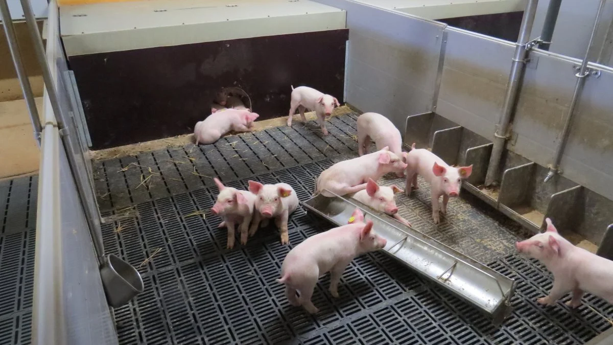 Inden der bruges penge på nye foderautomater, så prøv i en enkelt sti - eller måske to - til at give grisene en ekstra mulighed for at få adgang til foder, eksempelvis ved ekstra fodringer i langtrug. Foto: Erik Kjærgaard Christensen