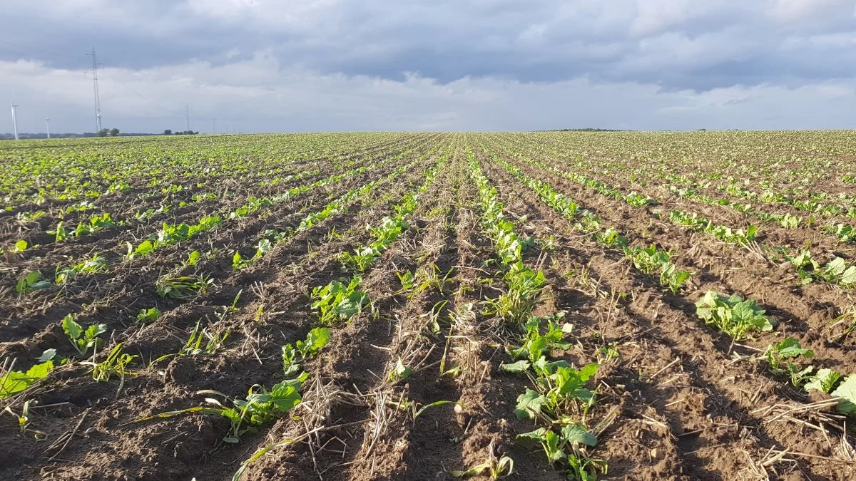 Det er vigtigt at prioritere etableringen af vinterraps, selvom høsten er i fokus. Foto: Djursland Landboforening.