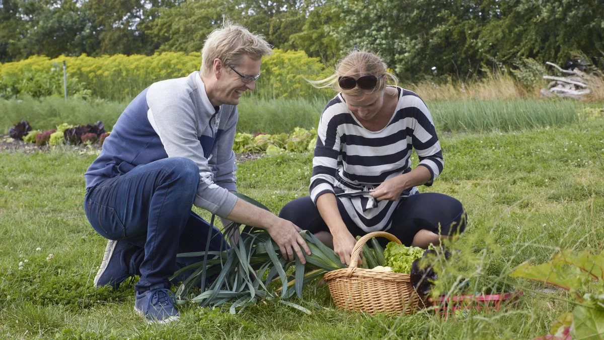 MarkLiv producerer grøntsager til både erhverv og private. Her er en børnefamilie kommet forbi efter sunde lækkerier. Fotos: Tenna Bang
