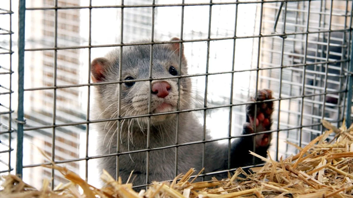 Minkproduktionen hos Højgård Mink har på trods af afviklingen af erhvervet formået at høste et rekordstort årsresultat. En del af regnskabet har dog indregnet gisning om den statslige ekspropriation. Arkivfoto