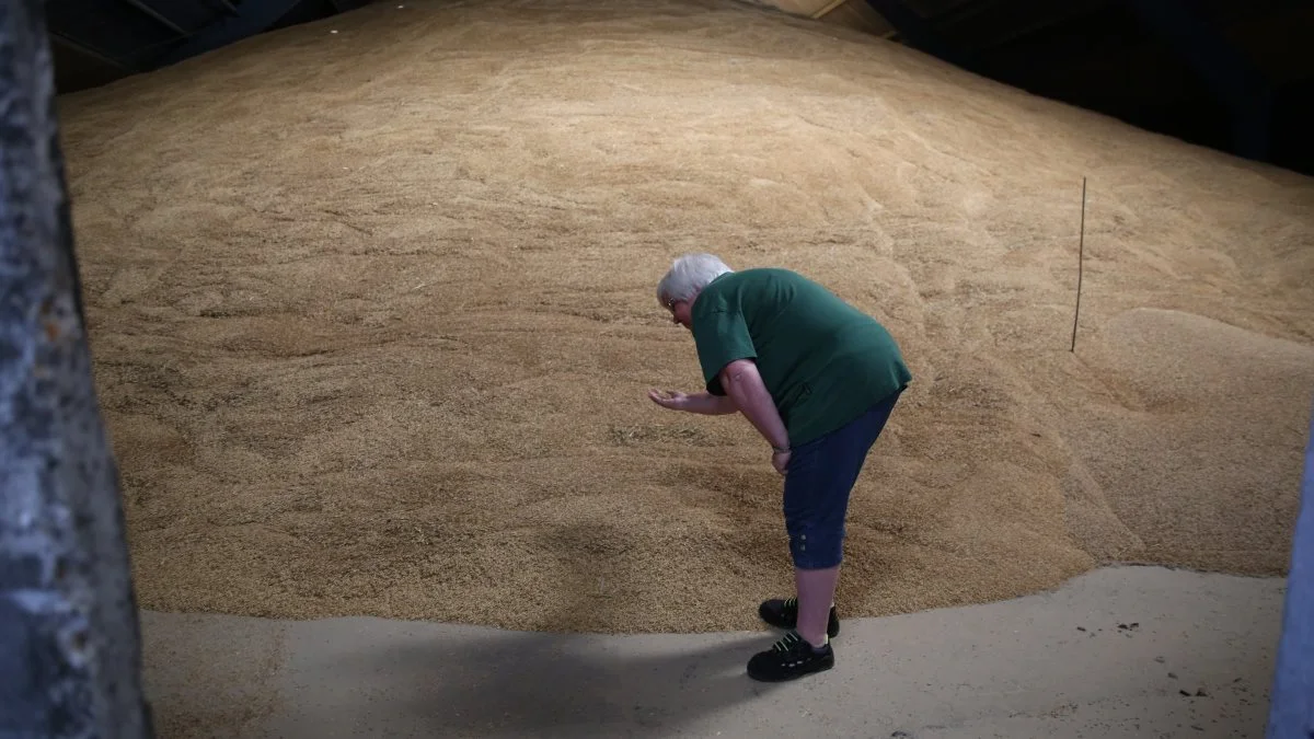 Der er allerede blevet leveret en pæn del afgrøder ind hos DLG's modtagestation i Hovedgaard nord for Horsens. Her ser Lise Vinther afgrøderne an. Foto: DLG