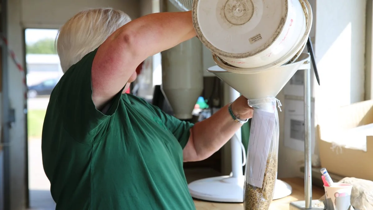 Lise Vinther har i 36 år arbejdet under høsten hos DLG. Her er hun i gang med at tage korn ud til prøve. Foto DLG