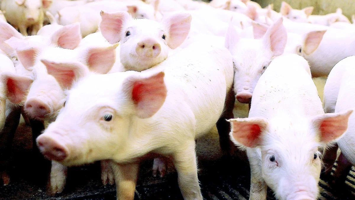 Leverandører af slagtesvin til Danish Crown kan forvente at få 9,10 kroner pr. kg for slagtesvin i vægtklassen 72 til 96,9 kg i uge 33. Foto: Anne Wolfenberg