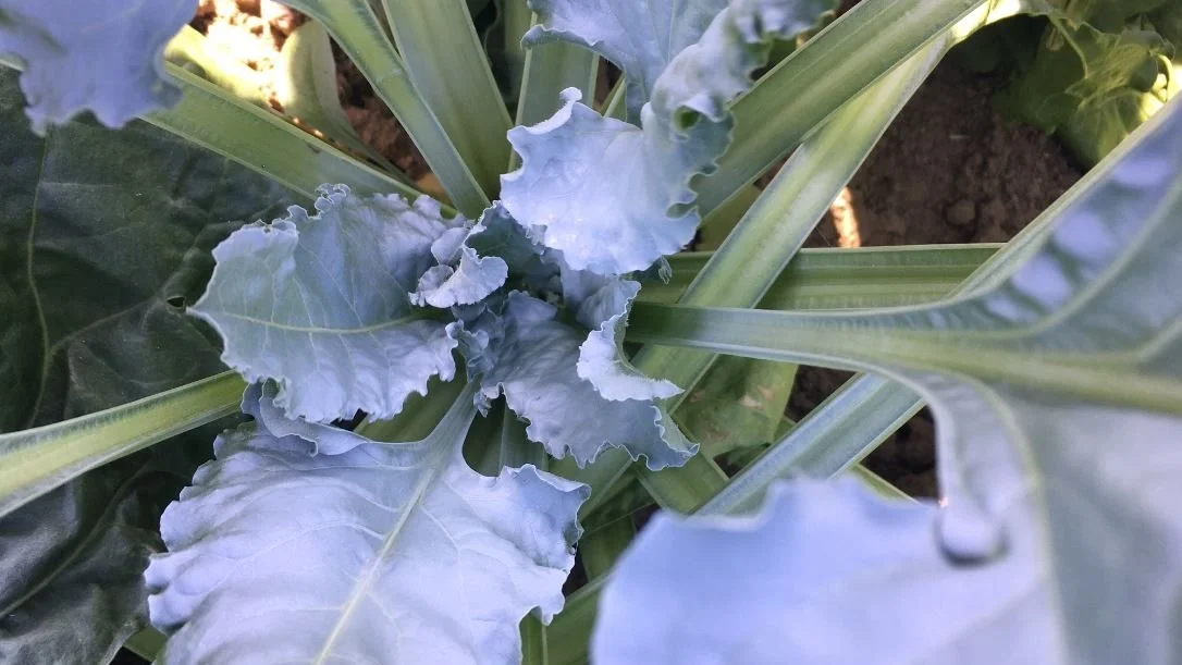 Det er tid for svampesprøjtning i sukkerroer. - Men tjek altid angrebsniveauet inden den endelige dosering besluttes, lyder det fra Agricenter ved Nordic Sugar. Her kan det hjælpe at give en sukkerroe hvid spraymaling for derved at kunne følge planternes nyvækst. Foto: Bo Secher, Agricenter