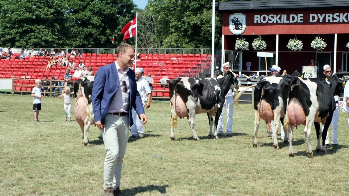 Søren Kørup Christensen (til venstre) stod for bedømmelsen af holsteinkøerne, da han for første gang fungerede som dommer på Roskilde Dyrskue. Foto: Jesper Hallgren