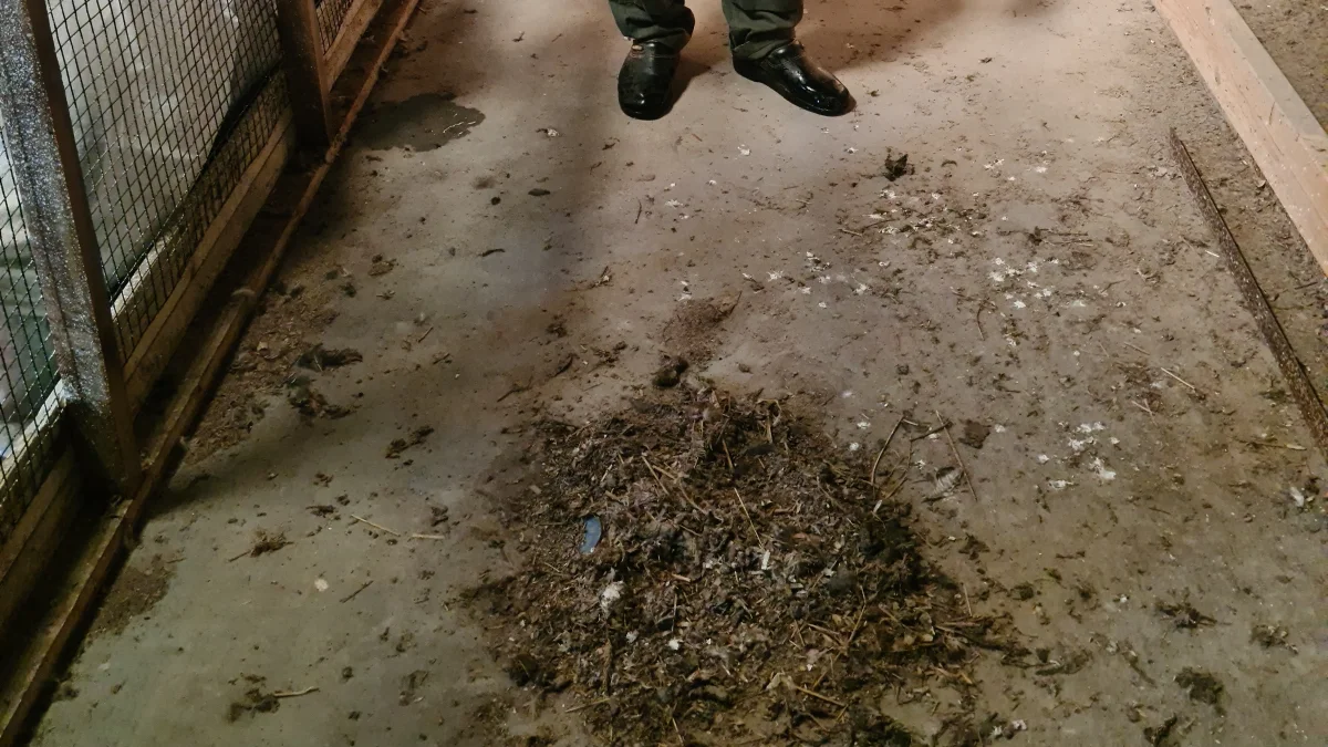 Hver gang, han kommer ind i stalden, kan Ole Vorre se på en stor bunke afføring fra de fugle, der tidligere var i hans besætning. Der er ikke gjort rent efter det.