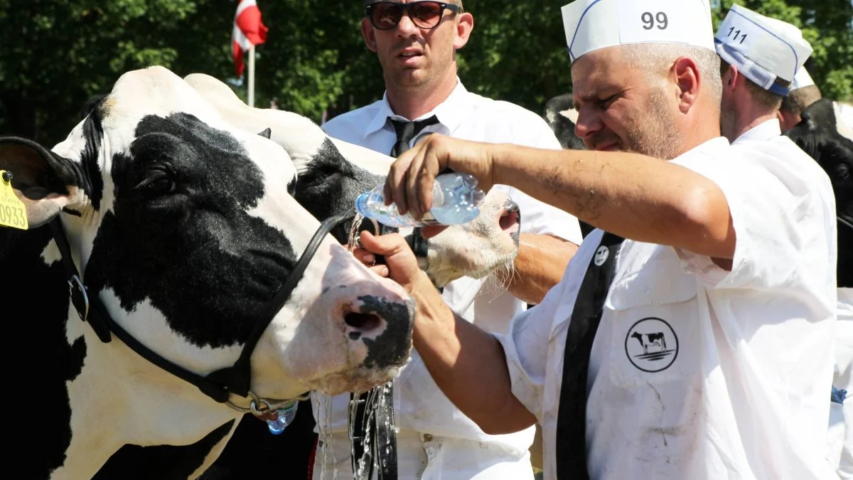 Både to- og firbenede havde det varmt i den store Ring 1 på Roskilde Dyrskue, og det var nødvendigt at køle dyrene lidt af. Foto: Jesper Hallgren 