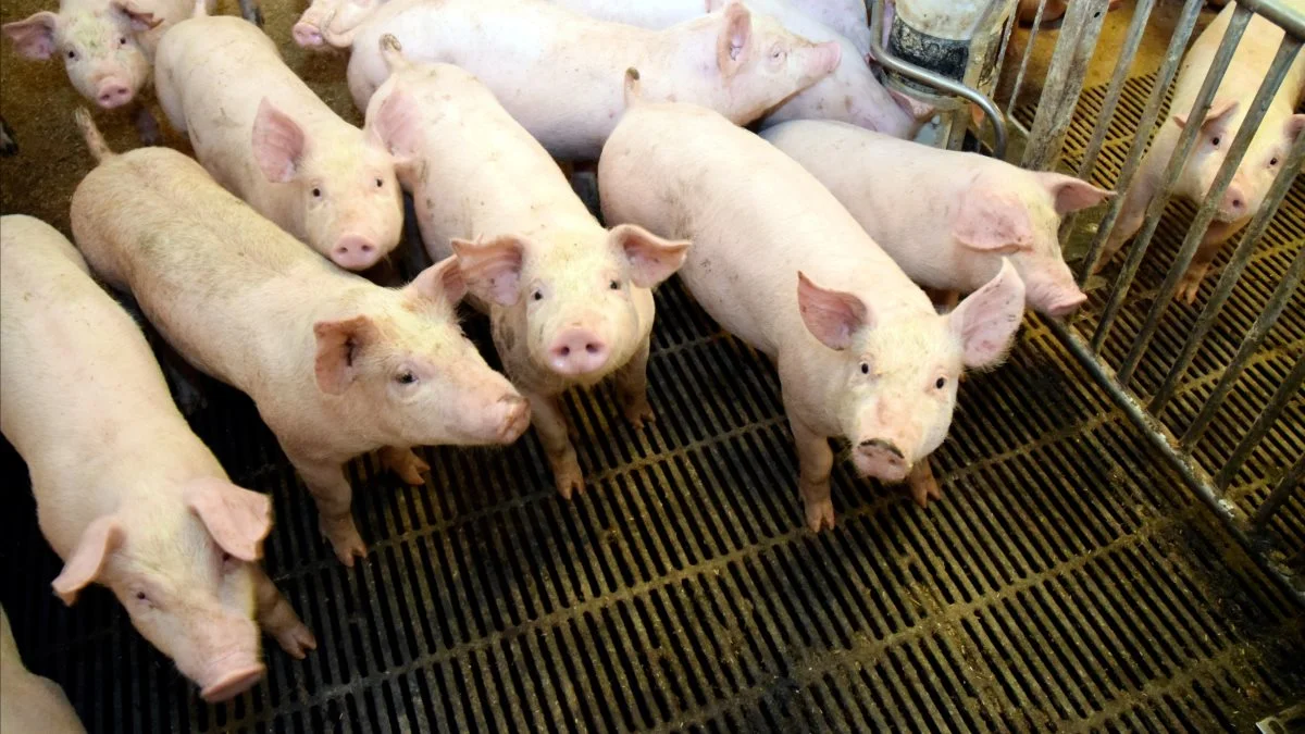 En risikoafdækning kan også være for dyrt købt, lyder det fra virksomhedsrådgiveren Jørgen Cæsar Jensen, der råder til at overveje hver enkelt type risikoafdækning nøje. 