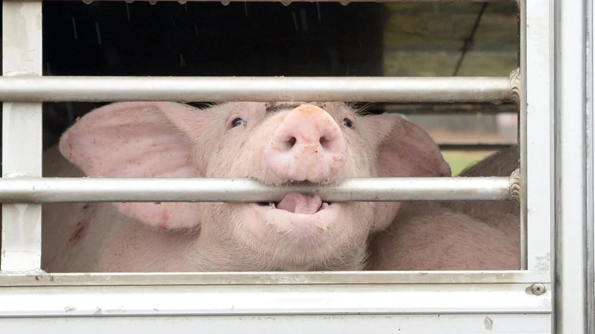 En gris uden korrekte fødevarekædeoplysninger giver store stop på slagtekæden og i værste fald slagtning til veterinært beslag, som har økonomiske konsekvenser.