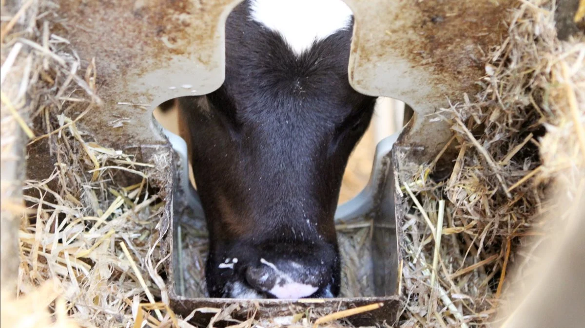 AgroMarkets anbefaler at købe foder til svin, fjerkræ, slagtekalve samt lavproteinblandinger til køer. 