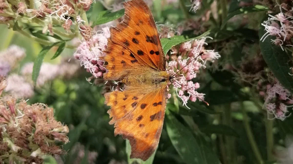 Varmt vejr og højere græs ude i sommerlandet ser ifølge Danmarks Naturfredningsforening ud til at have givet nogle sommerfuglearter et boost. Foto: Camilla Bønløkke