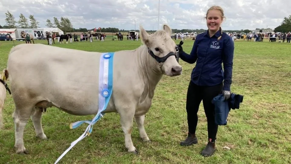 Miss Aulum 2021: Stenager Q Hope, Murray Gray-ko fra Finn Kristensen, Aalestrup. Foto: Aulum Dyrskue