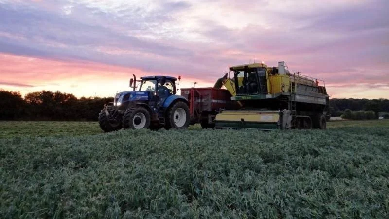 Indtil videre har fødevareproducenten Ardo måttet springe over 47 hektar med konsumærter på grund af forekomst af giftige bær fra planten sort natskygge. Arkivfoto