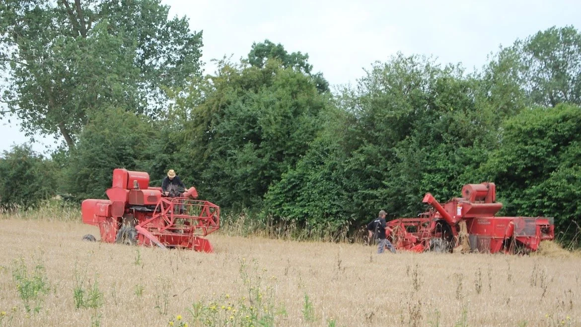 De to Massey Ferguson mejetærskere fra henholdsvis 1961 og 1967 – begge seks fod – klarede fint at høste den økologiske vårbyg på marken ved Øster Hæsinge Smedie.