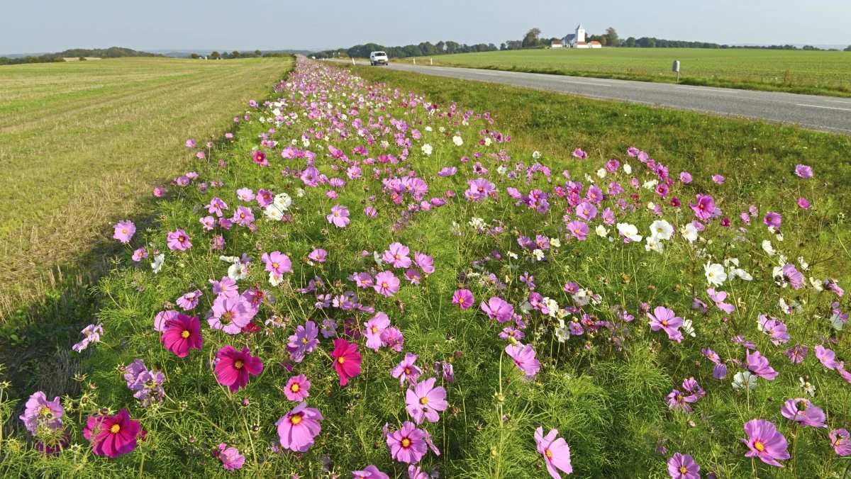 Selvom blomstermarkerne stadig udgør en lille del af det samlede landbrugsareal, ser Landbrugsstyrelsen stor stigning i arealet, som et udtryk for, at landmændene gerne vil være med til at prøve nye løsninger. 