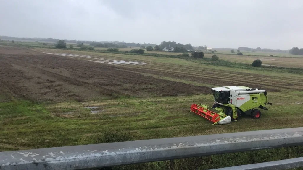 Efterafgrødefristen den 20. august har tidligere været udsat for hård kritik, fordi fristen også gælder, selvom det er for vådt at høste. Her er det en situation fra efteråret 2019. Foto: Jens Elbæk, Seges

