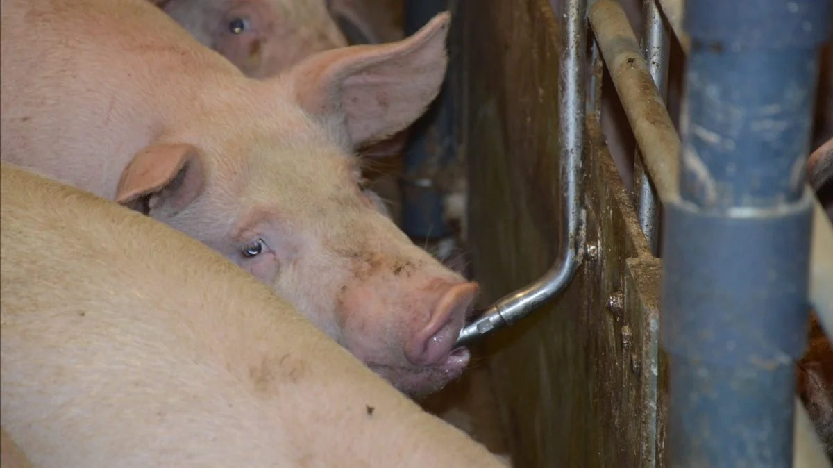 Den tyske slagtesvinenotering er faldet med 7 cent (52 øre), oplyser Danske Svineproducenter. 