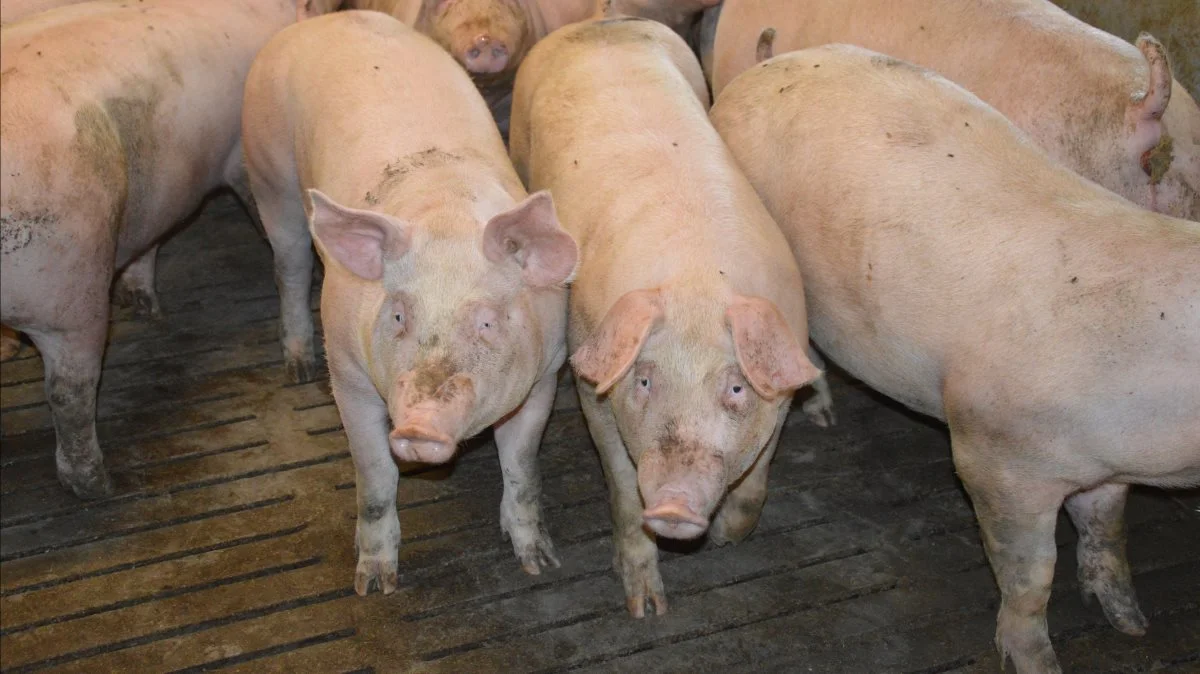 Den gode svinenotering i første halvår har givet en rullestart, som slagtesvineproducenten nu kan bruge konstruktivt til at sikre årets sidste 4,5 måned, siger Christian R. Paulsen. 