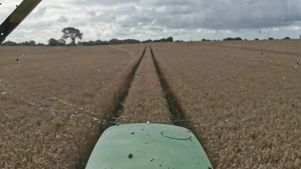 Det er uhørt, at vi tvinges til at køre rundt med traktor i modne fødevarer for at så efterafgrøder, lyder det fra Jens Peter Aggesen. Billedet her er taget torsdag dagen før fristens udløb. Foto: Morten Aggesen