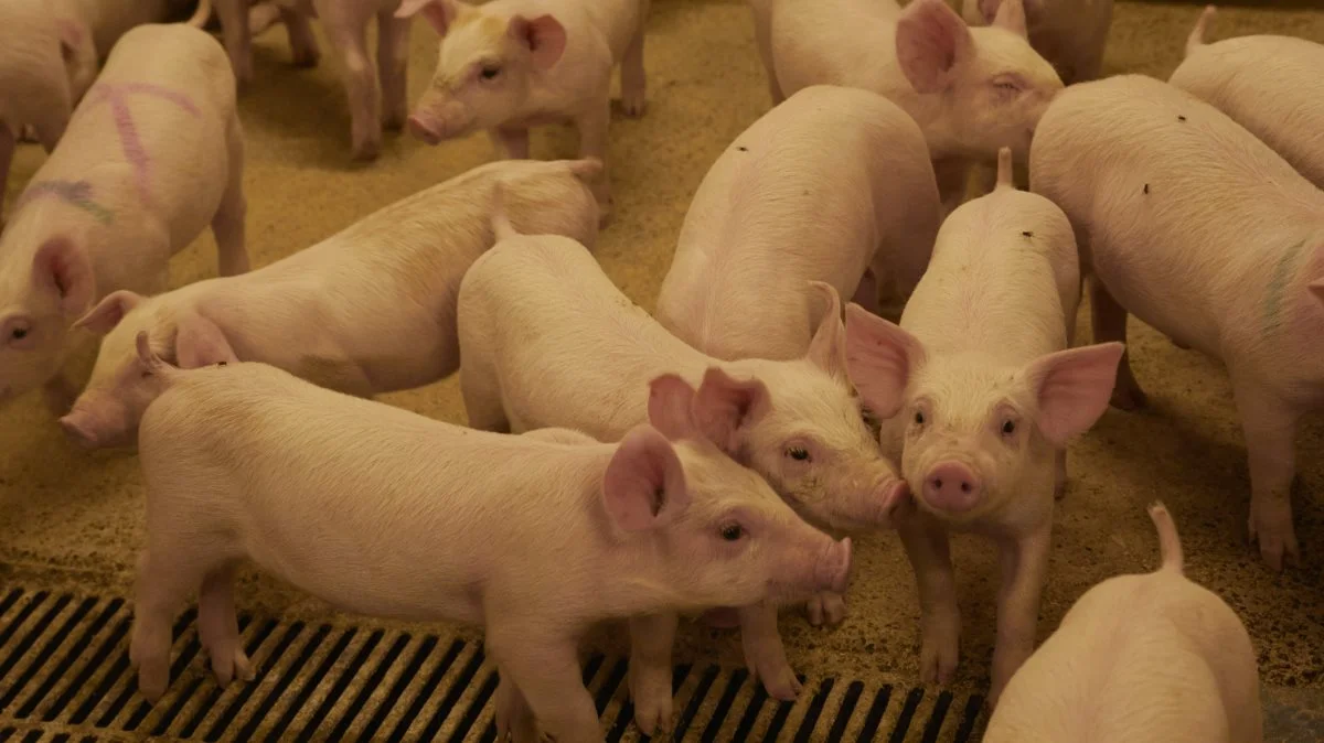 For 8-kilos grise er VEZG-noteringen faldet med 4,00 euro til 16,20 euro. 
