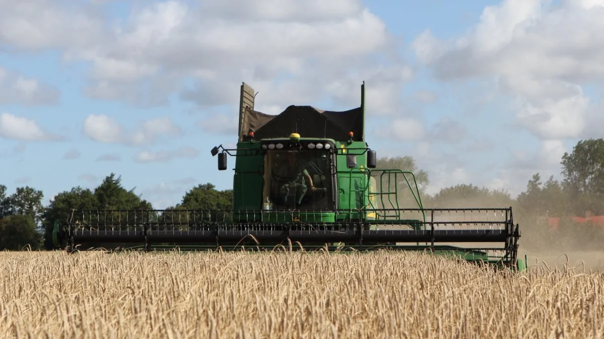 Rugmarken hos landmand Bent Mogensen, Halager, gav fredag et udbytte på 7-8 ton pr. hektar og havde en vandprocent på 14,5.