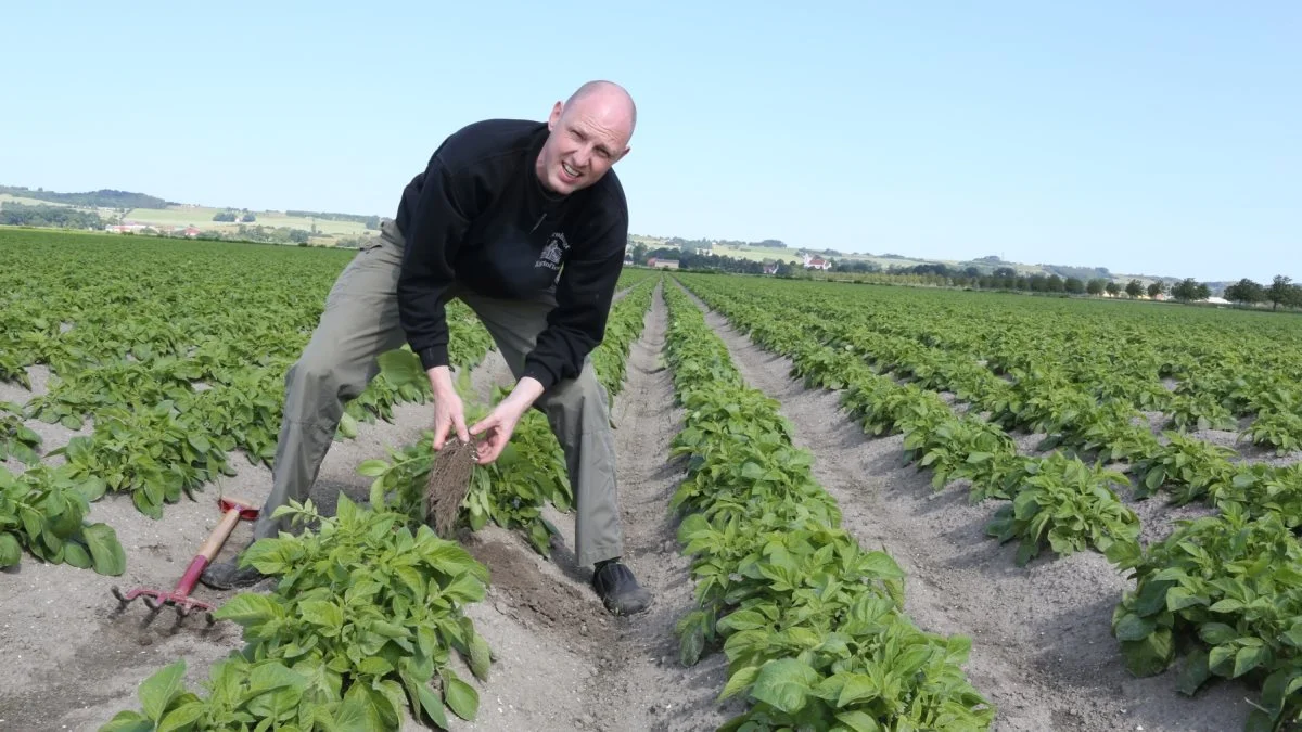 Den adm. direktør Peter Anker tror ikke, at kartoffelsalget vil stige betydeligt, men han forventer, at samvittigheden for hvert salg vil stige. Foto: Storøhage Kartofler 