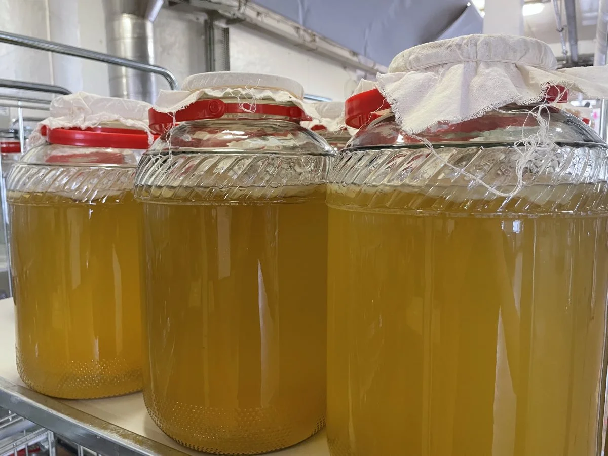 Læsk har flere 10-liters flasker stående med færdig kombucha, der bruges til at tilsætte ny kultur under sin produktion af te.