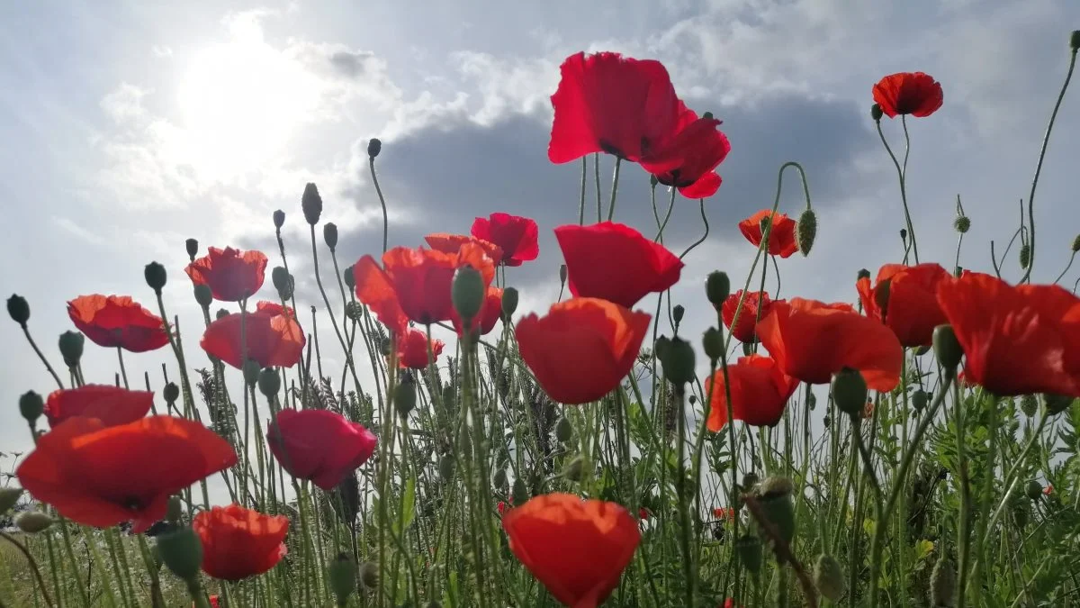 Siden 2016 er der blevet kortere mellem de brakmarker, hvor der gror blomster på. Antallet er således femdoblet på fem år. Foto: Camilla Bønløkke