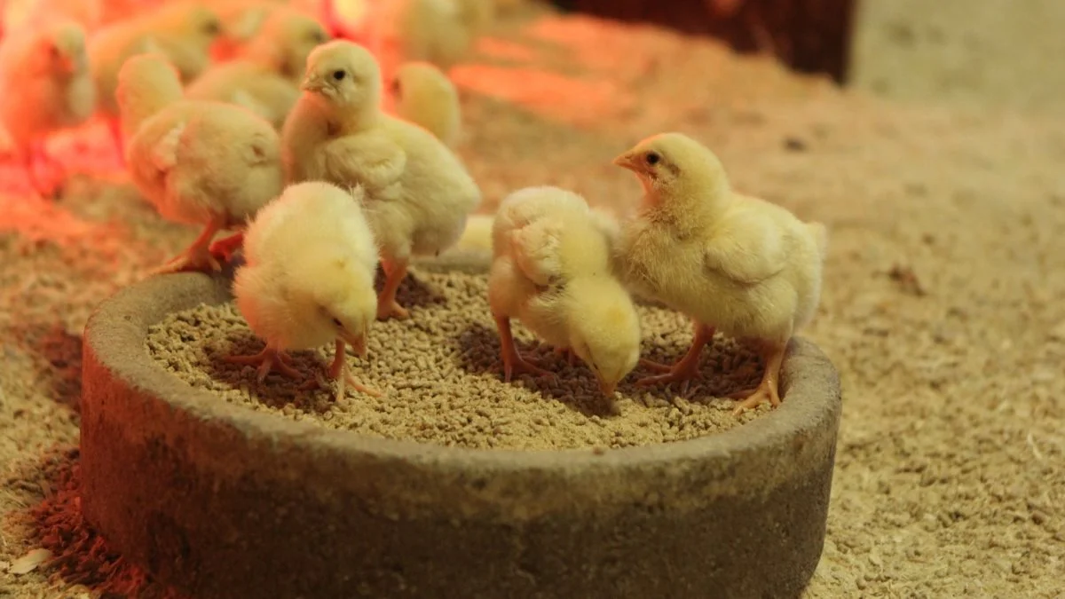 Kyllingerne har været en af de vigtigste ingredienser i gårdbutikkens succes.