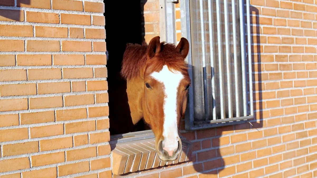 Heste, der er født efter 30. juni 2009 i Danmark, skal chipmærkes. Seges tilbyder mærkning lokale steder i landet. Arkivfoto 
